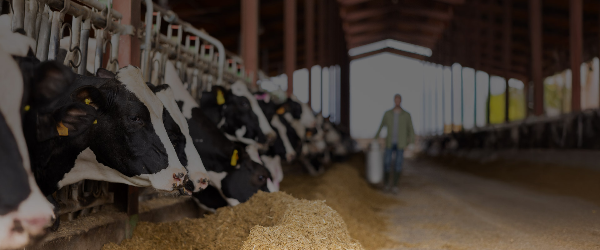 Herd of dairy cows eating in stalls