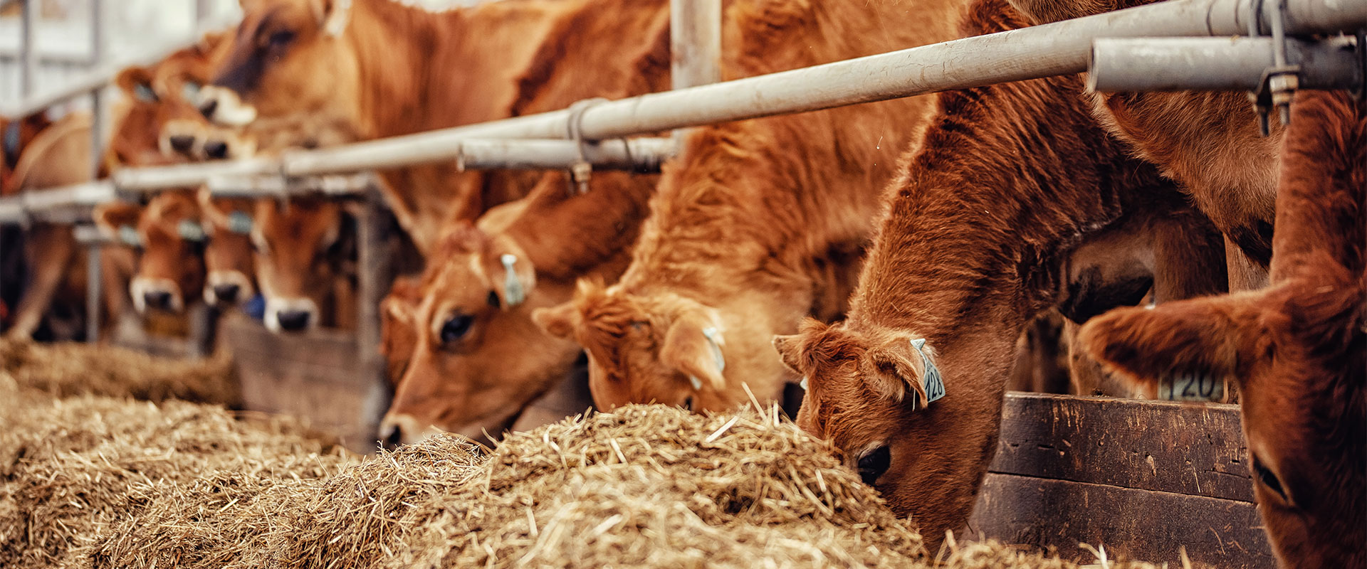 Group of cows eating animal feed in stalls