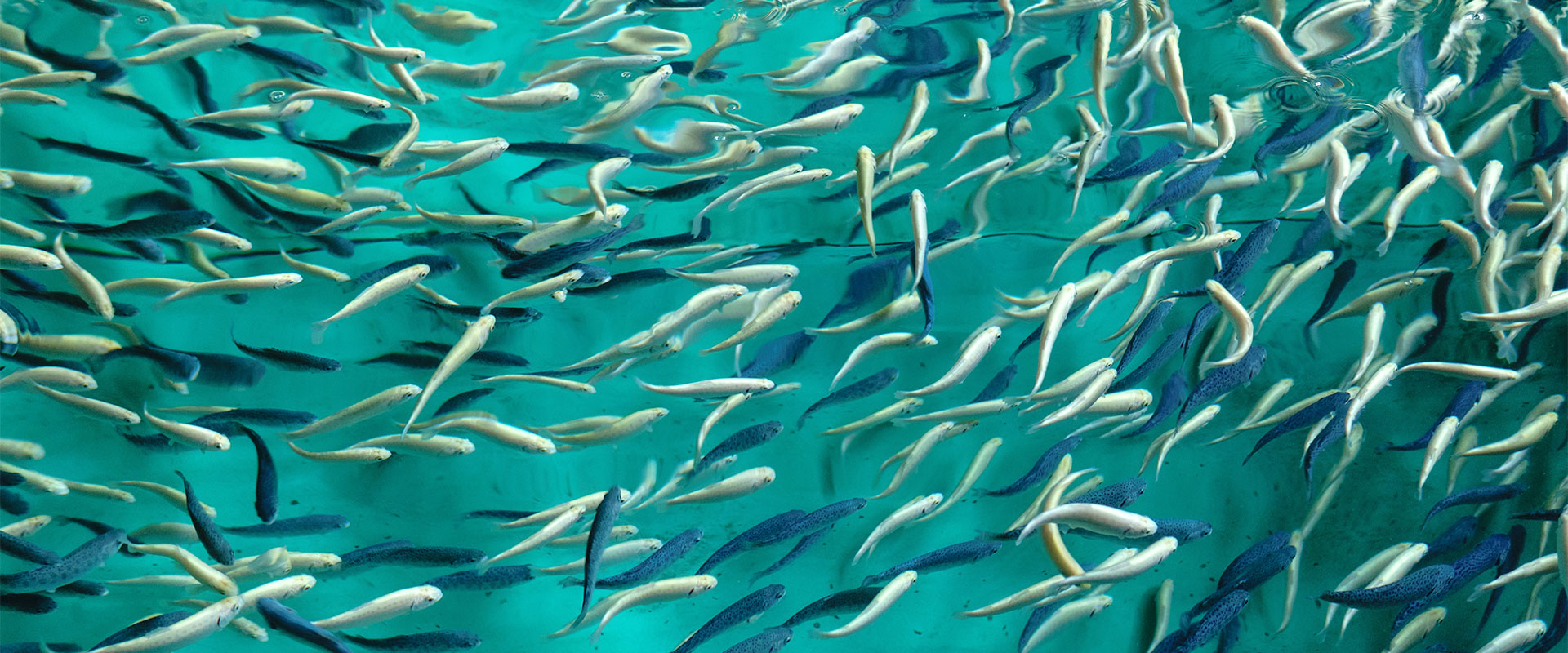 Large group of fish swimming in an indoor aquaculture tank