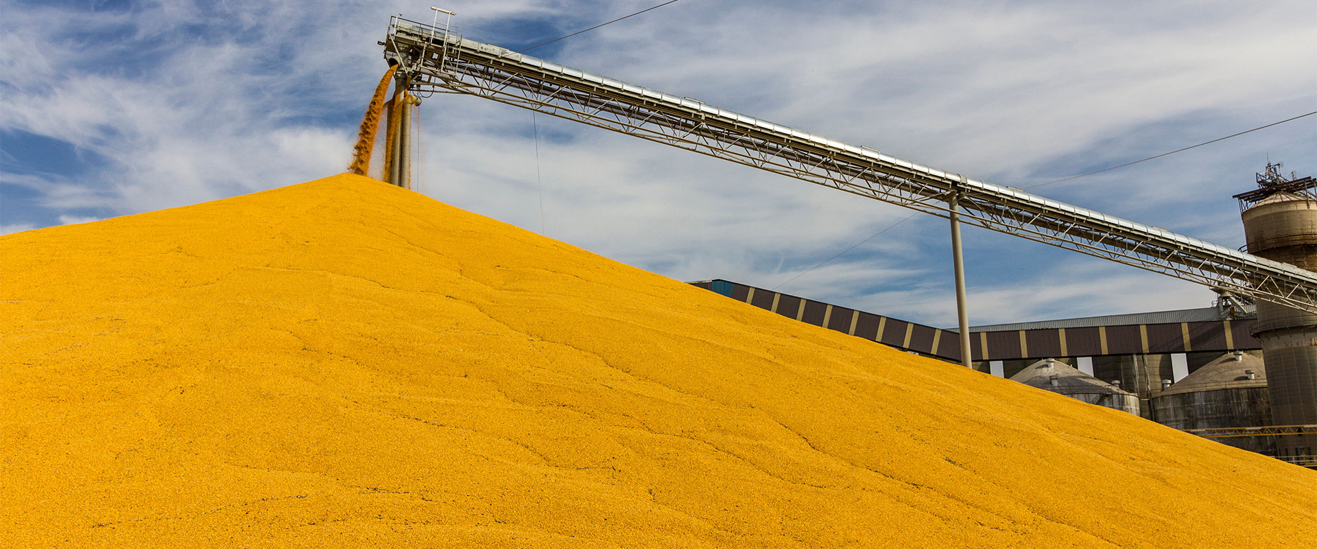 A large pile of yellow corn for use in biofuels