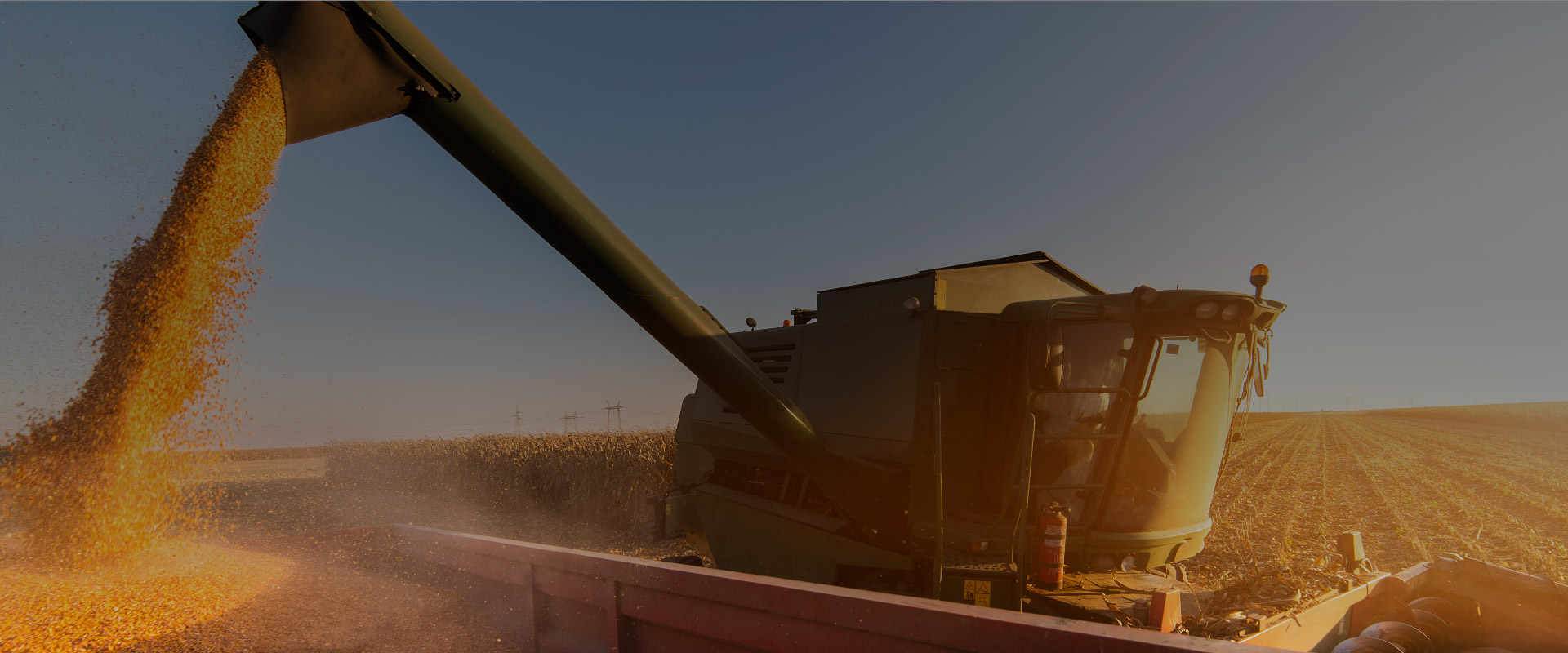 Grain being harvested in a field