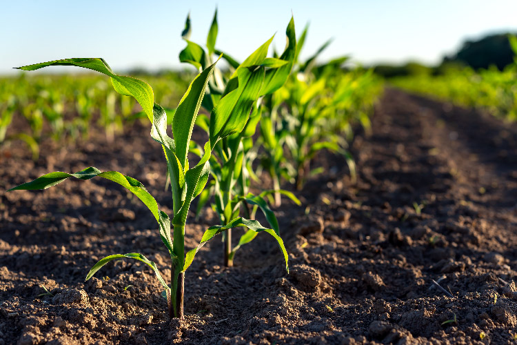 A row crop in a field