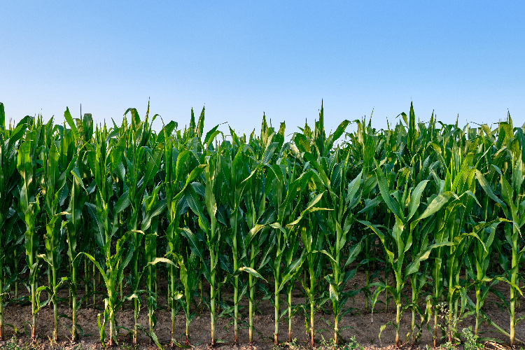 A commodity grain crop field