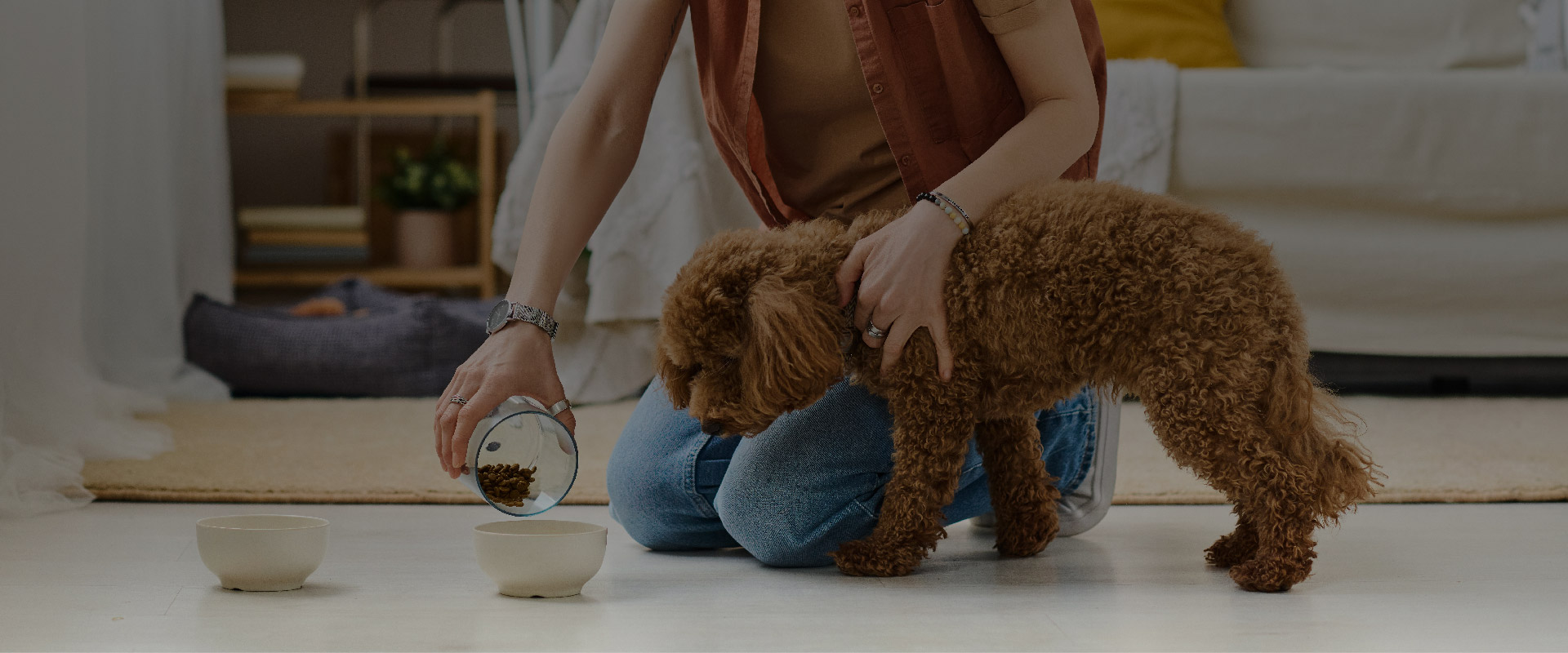 Small brown dog being fed by a person