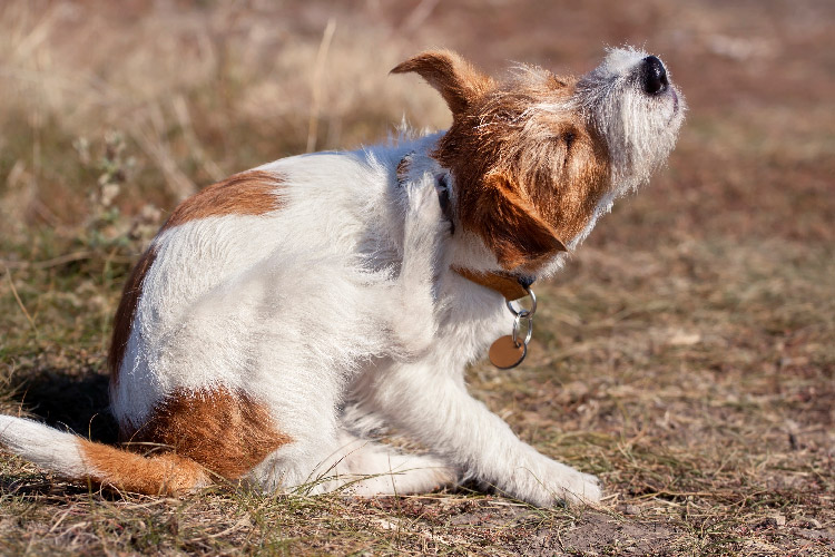 A brown and white dog itching its body