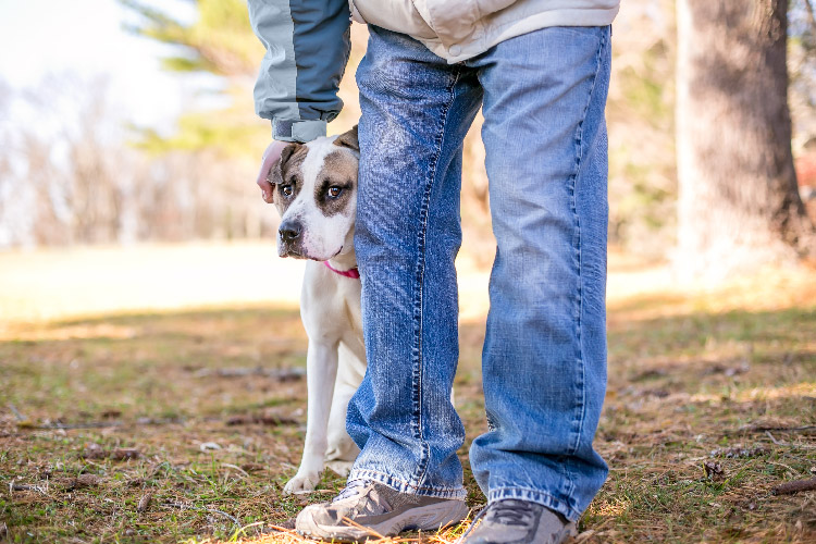 A person in blue jeans petting a stress and anxious dog on the head