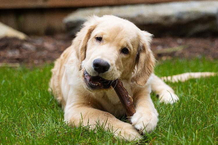 A golden retriever chewing on a treat stick