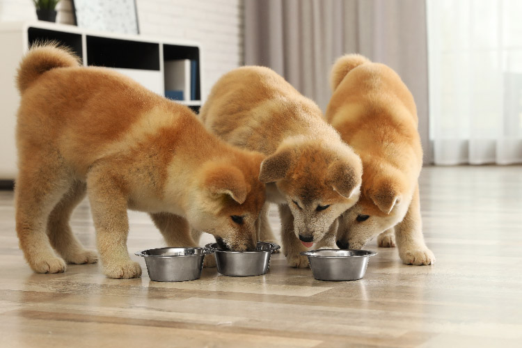 three puppies eating out of a food bowls