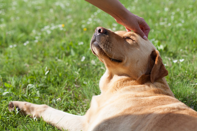 A person petting a happy dog on the head