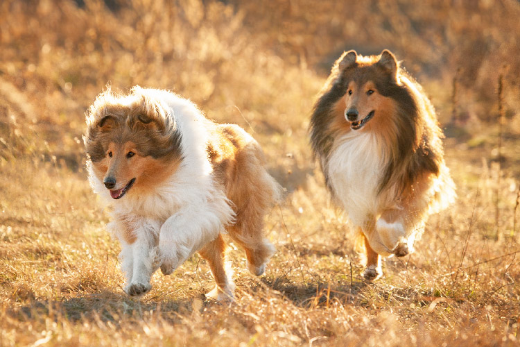 Two shetland sheepdogs running around