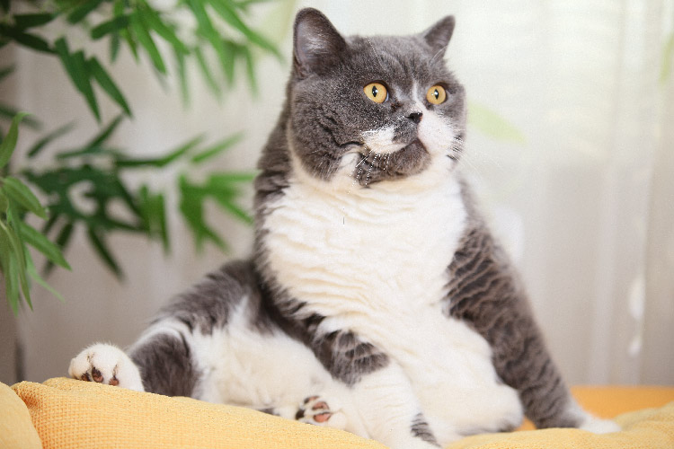 An overweight grey and white cat