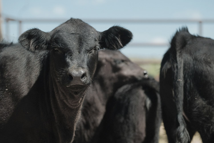 A black angus beef cattle