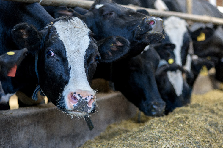 A close up of a dairy cow among a dairy herd near animal feed