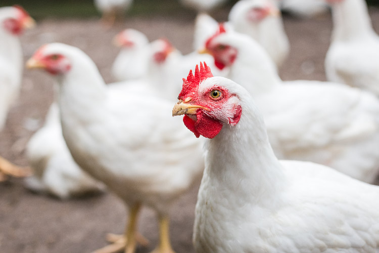 A white poultry bird with poultry birds visible in the background