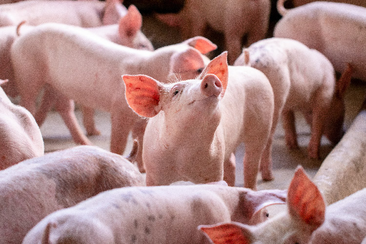 A pink pig standing in the middle of a group of pigs