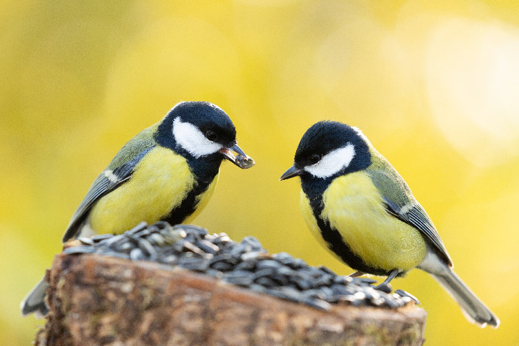 Two yellow and black birds eating seed