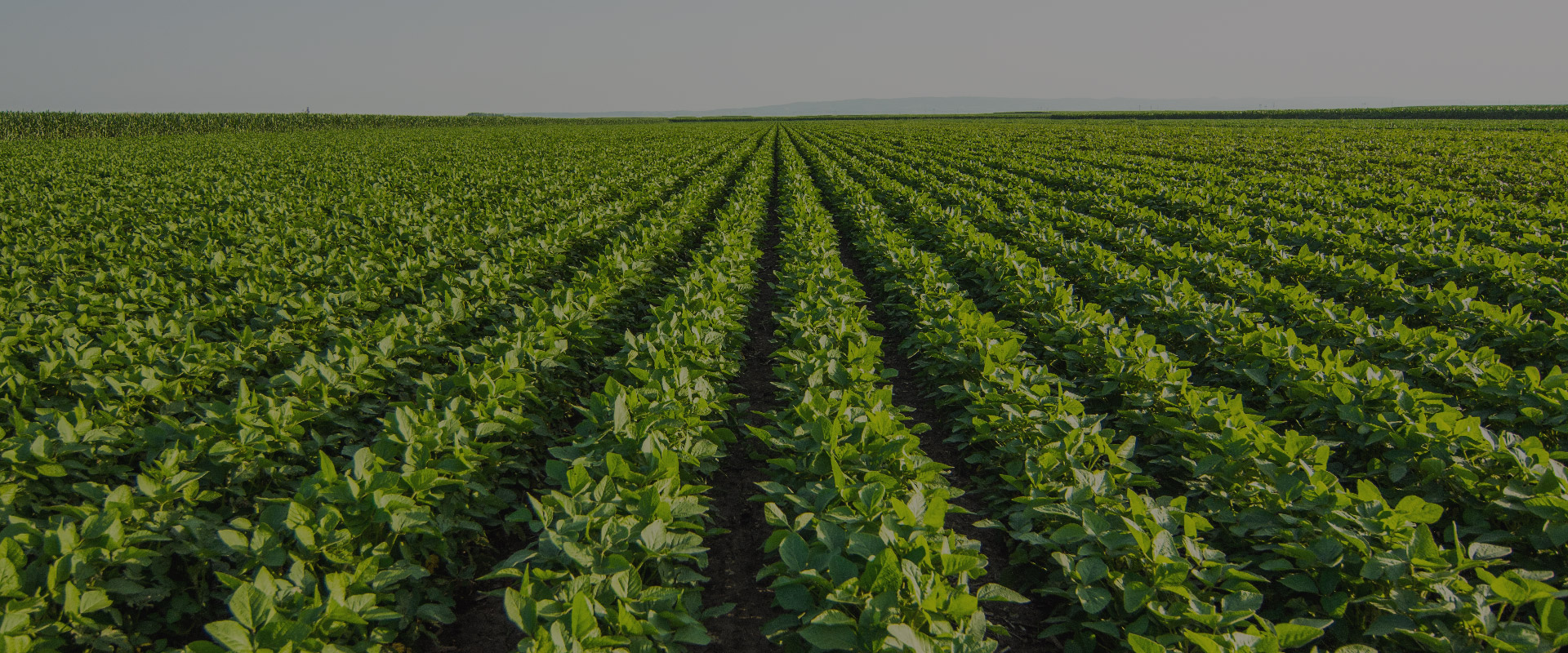 A field of green plants