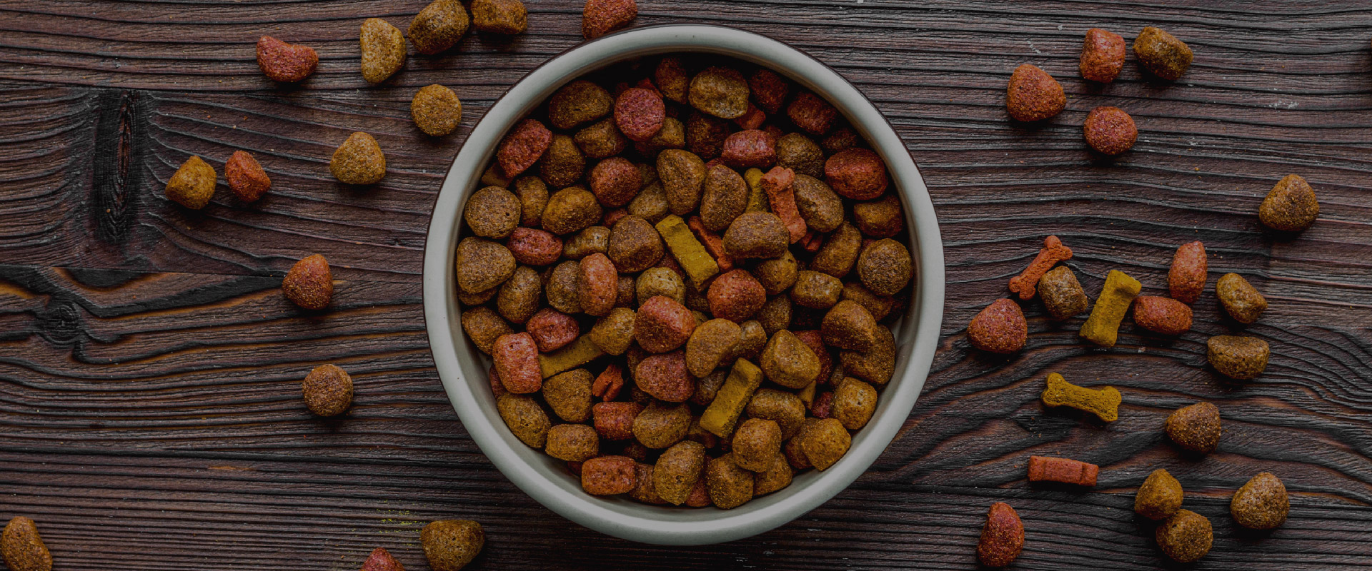 dog kibble food in a bowl