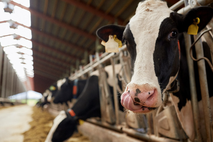 Close up of dairy cow in feeding area