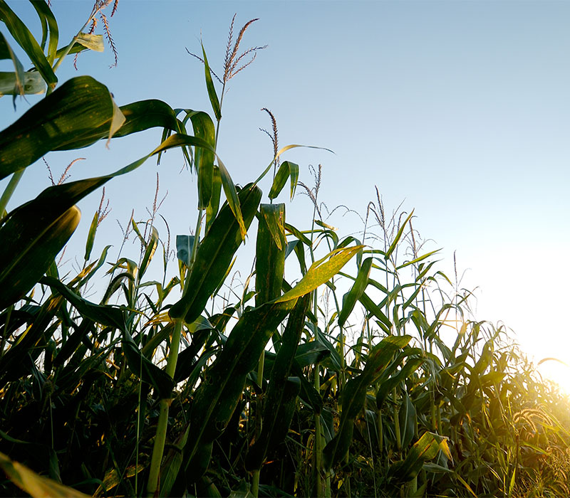 Corn field with blue sky background