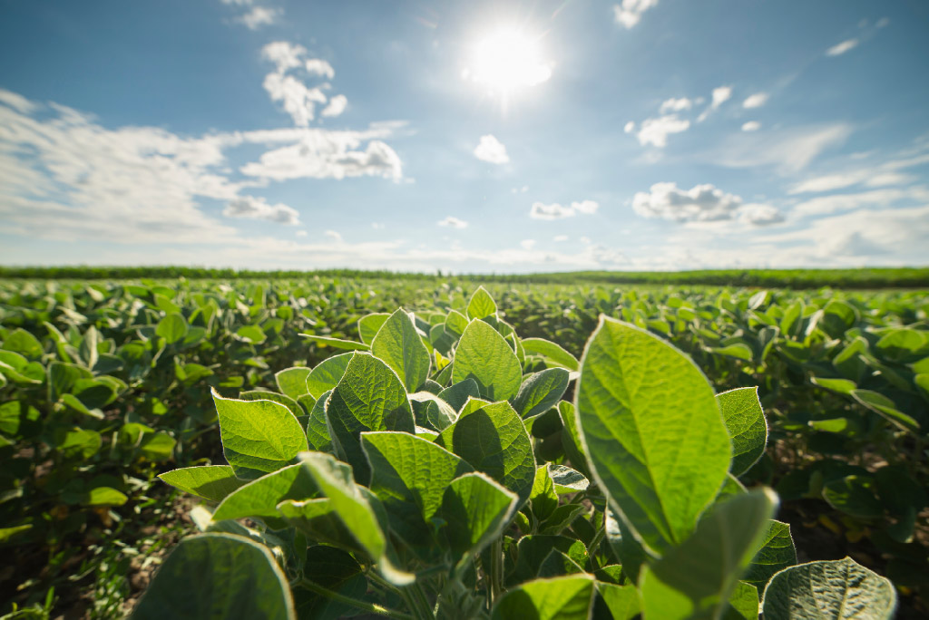 Soybean field with a bright semi cloudy blue sky