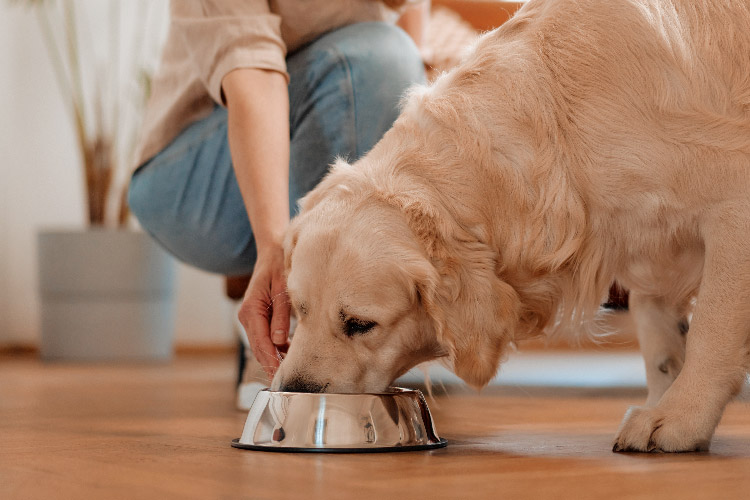 A golden retriever eating out of a dog bowl