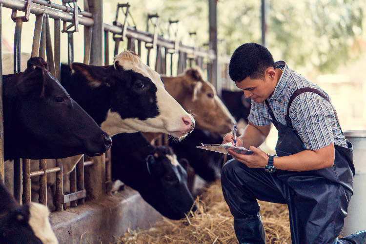 a man with a note pad kneeling next to cows