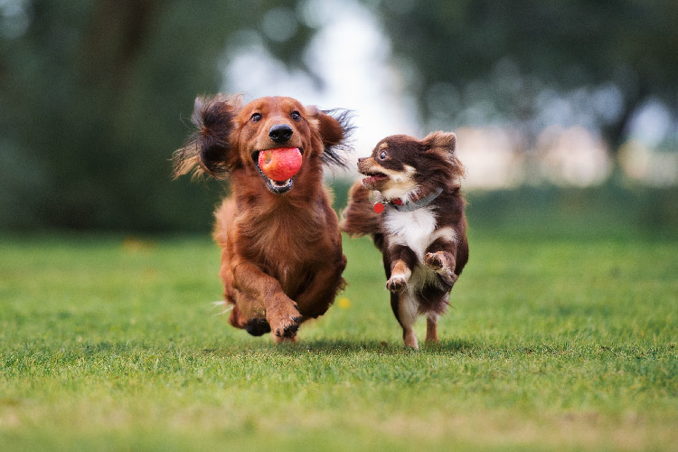 two dogs running together on grass field