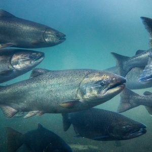 Farmed Chinook Salmon